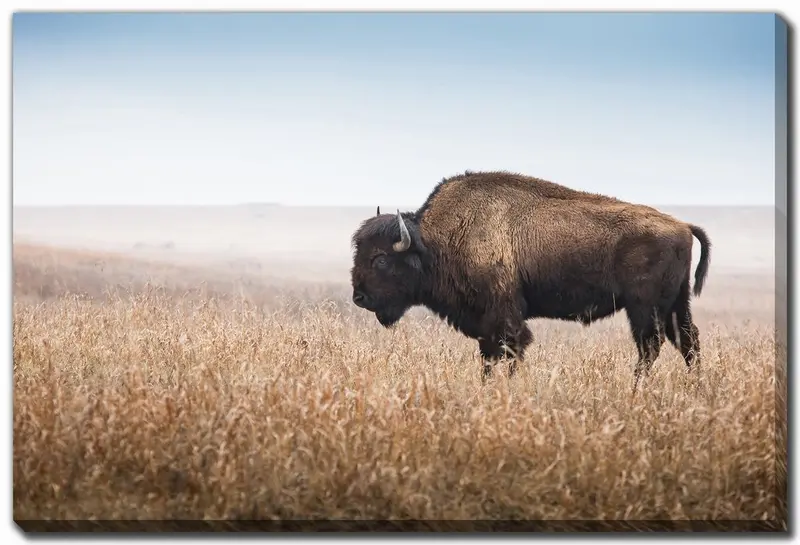 Bison Wanderer Wall Decor - 30" X 45", Earthy Brown 1