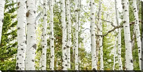 Green Birch Harmony Wall Art - 10" X 20" 1