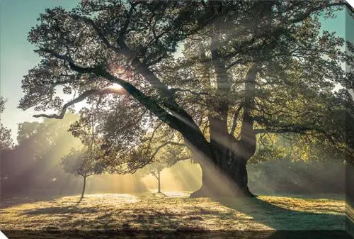 Mid-Size Canopy Wall Print – 'Through The Canopy' – 30X45 Inch Nature-Inspired Art 1
