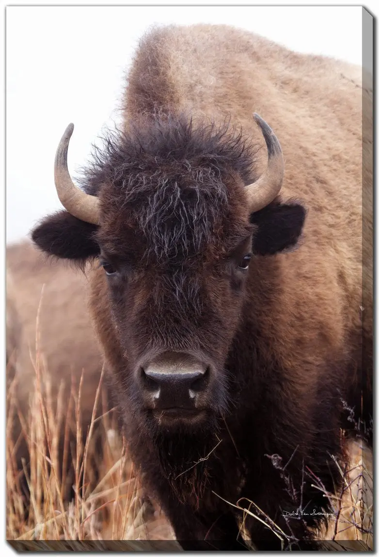 'The Stare' Art Print – Natural Brown Hue, 22X28 Inches 1