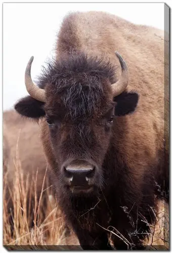 'The Stare' Wall Art – Earthy Brown Portrait Print, 16X20 Inches 1