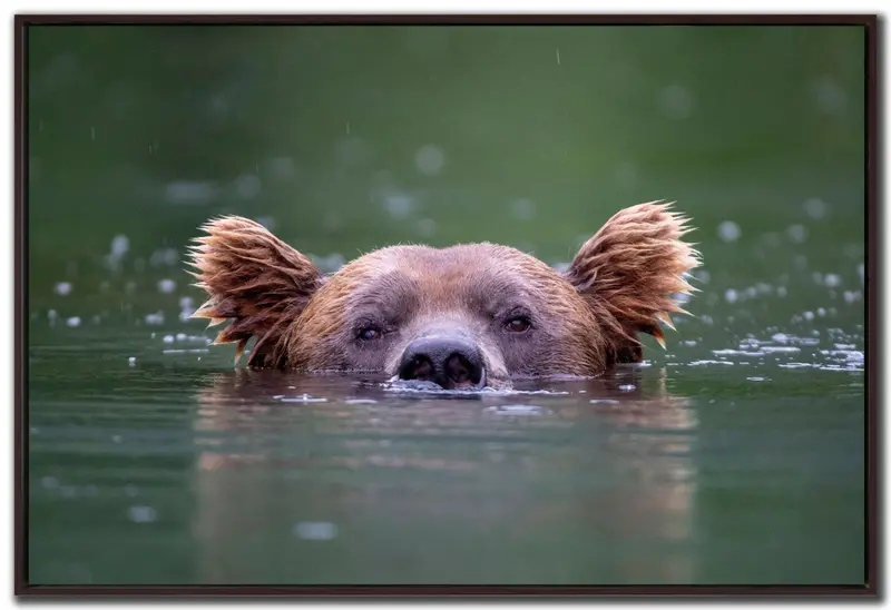 'Watchful Swimmer' Wall Art – Serene Green Aquatic Print, 30X45 Inches 1